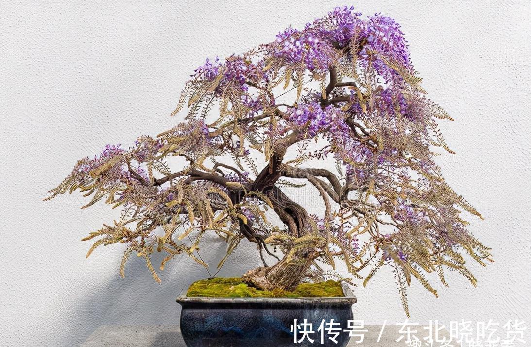 六种“长寿花”，越老越值钱，花开富贵，越养越精贵