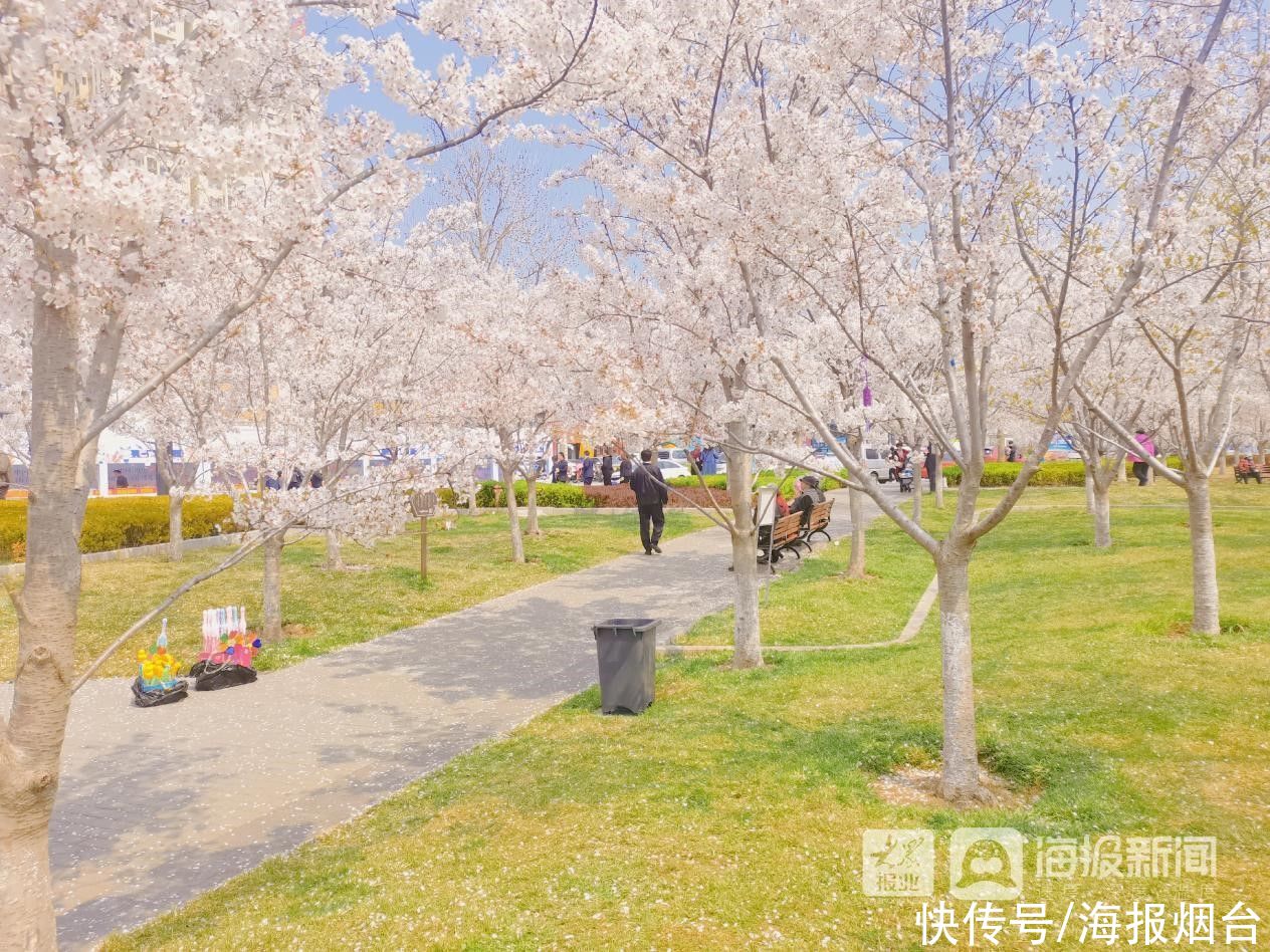 正是樱花浪漫时！烟台这儿的樱花大道美出圈了