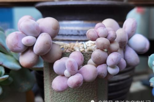 给桃蛋老桩多肉配盆是技术活,配好了锦上添花,配不好则影响颜值