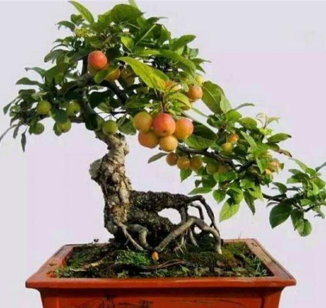 冬红果被制作成盆景后,原来也可以这么美观