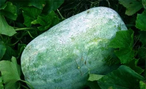 人到中年想长寿，坚持吃3种食物，排毒养颜、滋润皮肤，好处多多