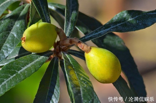 维生素b|三伏天对身体最好的水果,补血养气,养阴生津,润肠通便!