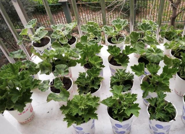 偷偷告诉你，别去买“2种花”，在家用枝条“扦插”，繁殖30盆！