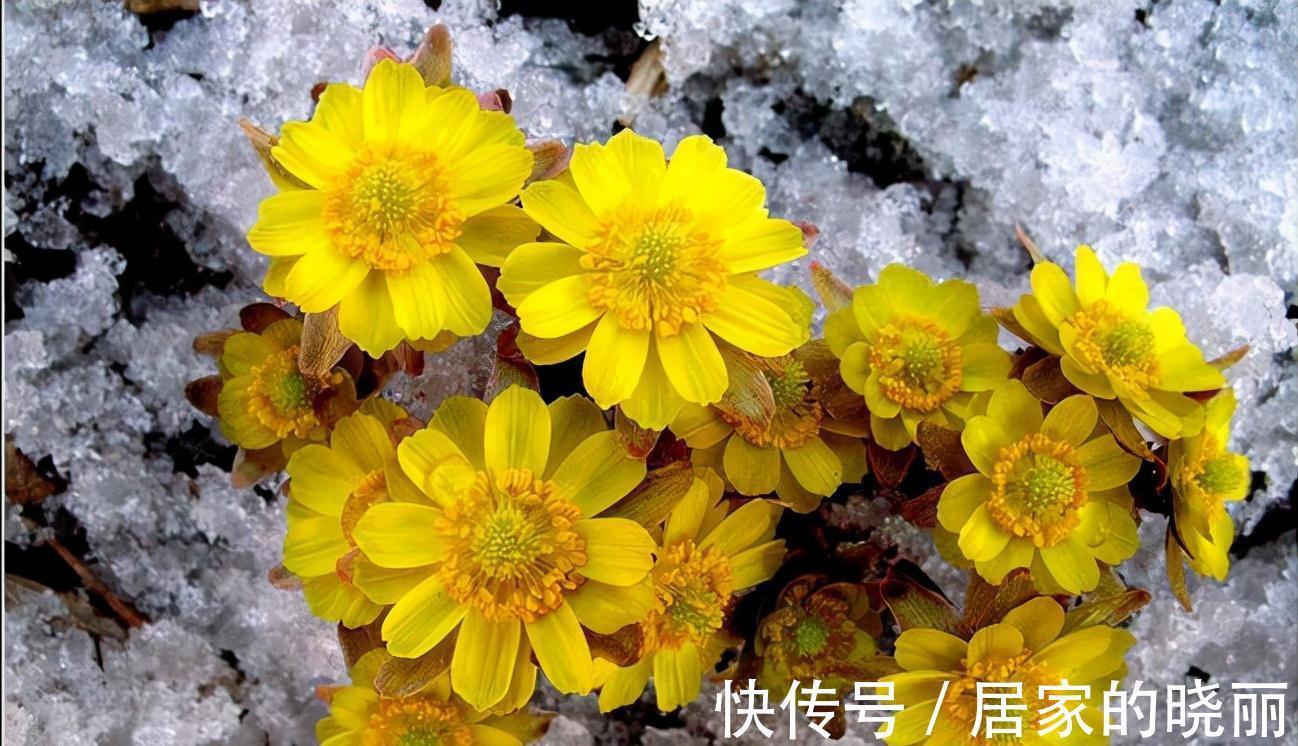 越漂亮的花越“有毒”！快来认识这12种大毒花，涨“知识”不吃亏