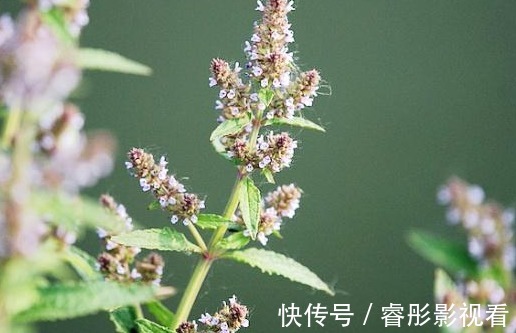 猪婆菜|被误解最深的野菜，叶子长满疙瘩却价值珍贵，炒鸡蛋是一绝