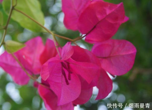 4种花高贵优雅,仙气十足,看了就让人沉醉