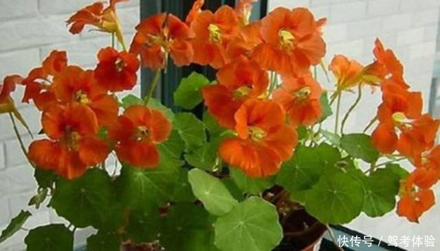 家里养2种花,可以常年开花,美观又漂亮!