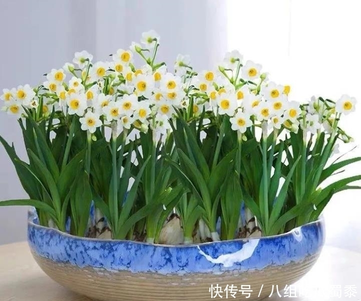 春节期间,国人为什么都爱养“水仙花”?