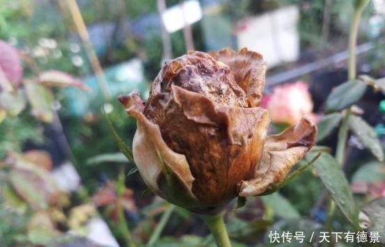 叶片|月季养不活?教你避开种死月季的五个陷阱,不走弯路做月季大神