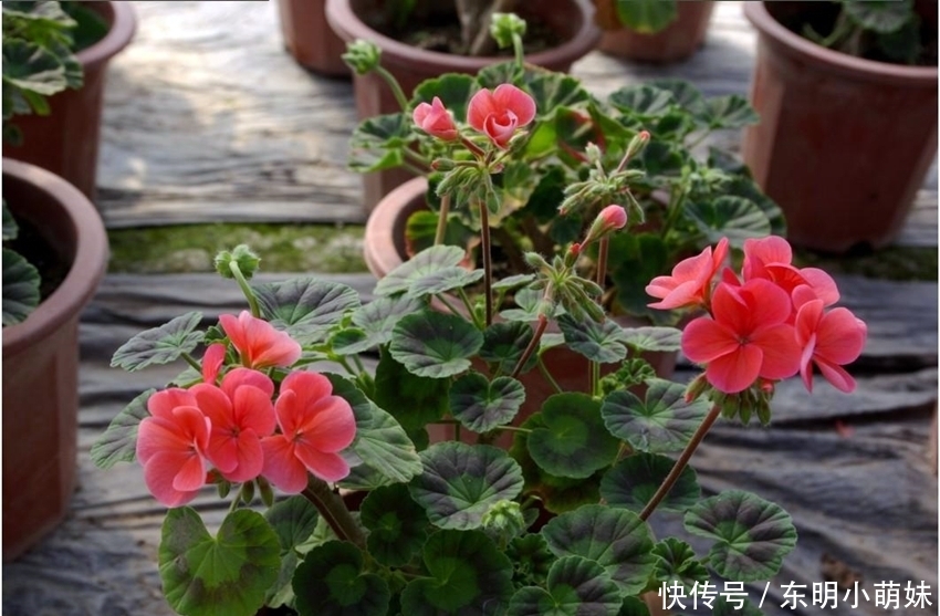 6种有臭味的花卉,颜值虽高味道难闻,建议不养!