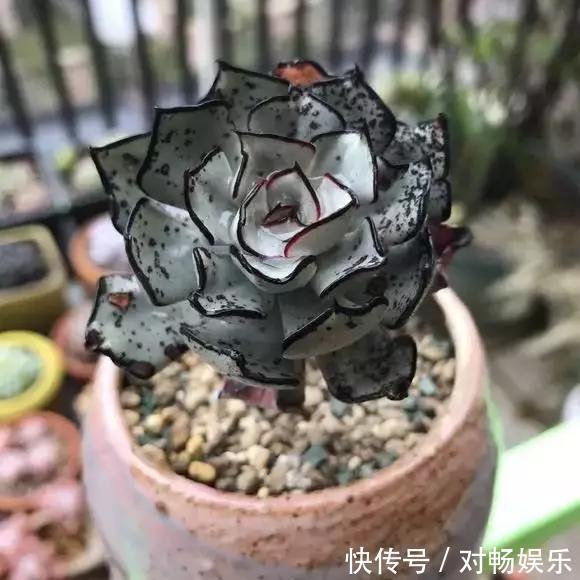 世界上最贵的花，一盆就是一座房子！看过的贵气满满