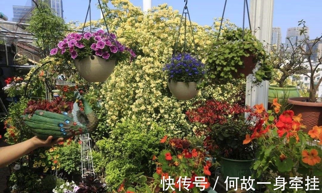 6种漂亮花“不吉利”,讲究人一般不养,但是太漂亮,看着就喜欢