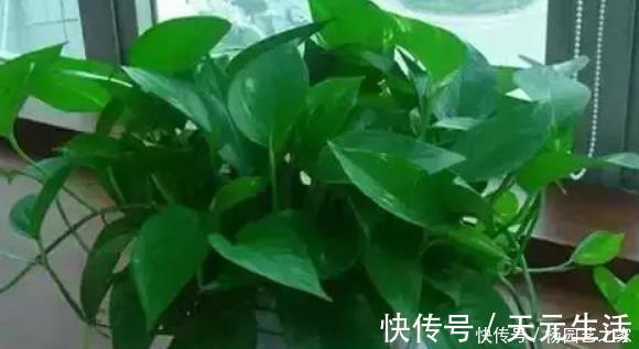家里养绿萝,有4个地方不要随意摆放,并非迷信,有科学依据
