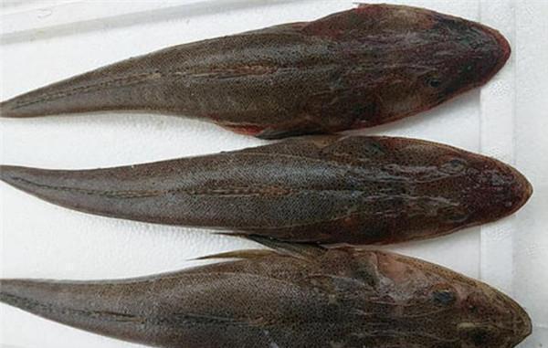 我国|这鱼在我国不值钱,潮汕人懂它的价值,到了日本摇身一变成高档货