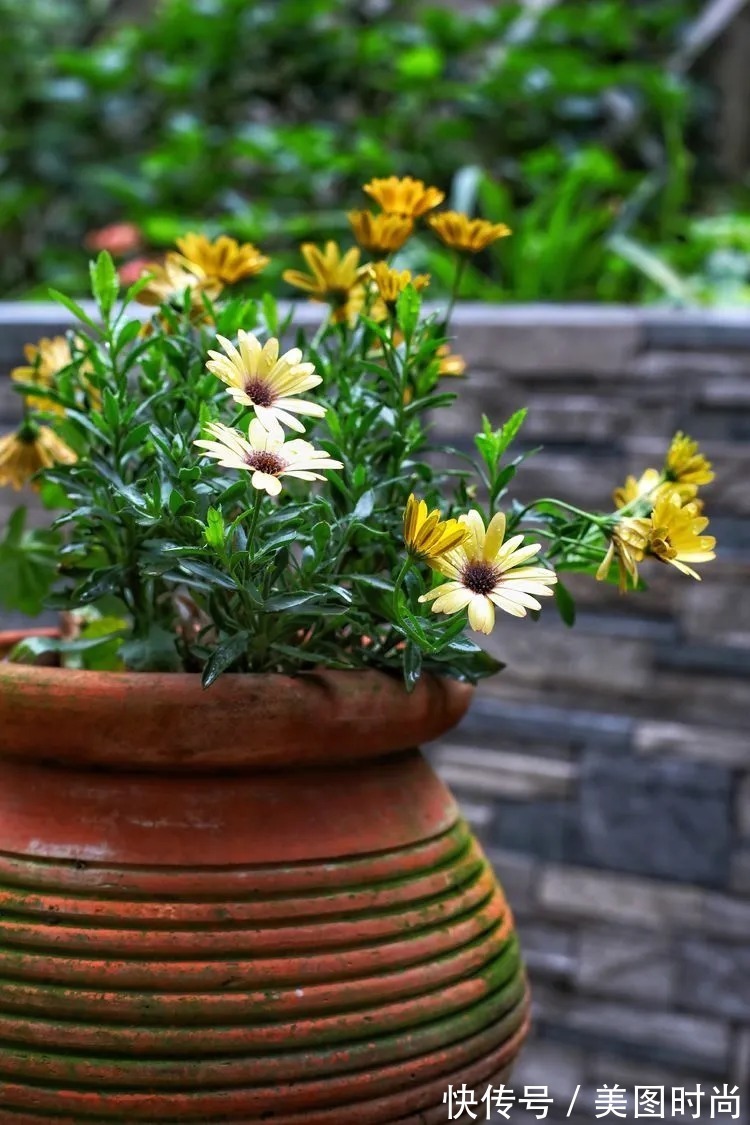 薇月|四年前,接手了朋友带120㎡院子的房子,打造成花园后朋友羡慕了