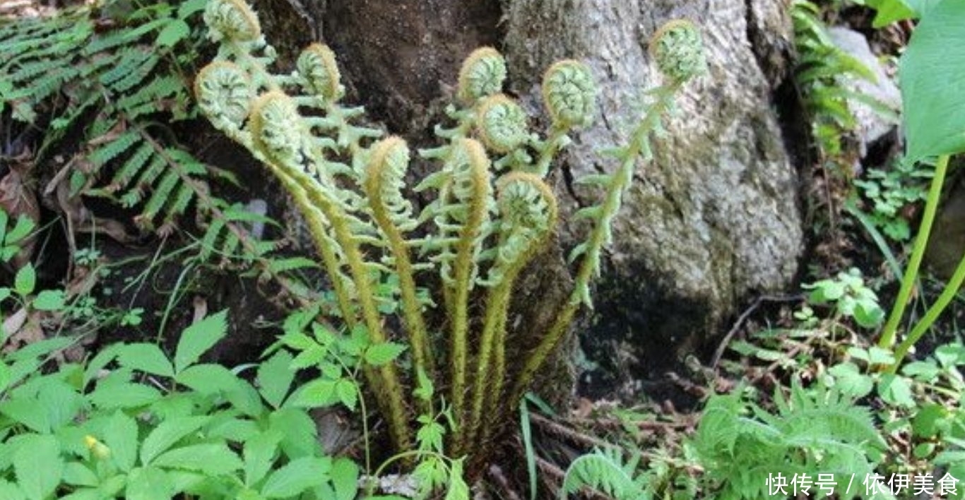 農村常見的一種野菜，不僅可以食用還能拿來當做驅蟲劑使用