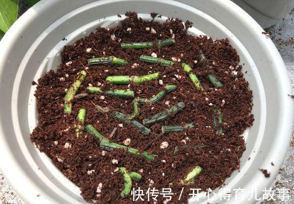 不花钱,绿萝咱们也可以扦插,随手就能养好几盆绿油油的绿萝盆栽