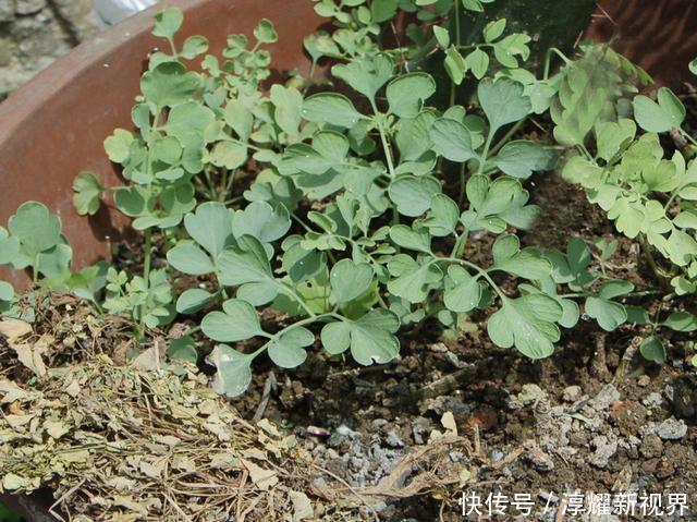 乡间路边,有1种“岩黄连”顽强,比车前草珍贵,下次遇到别乱挖