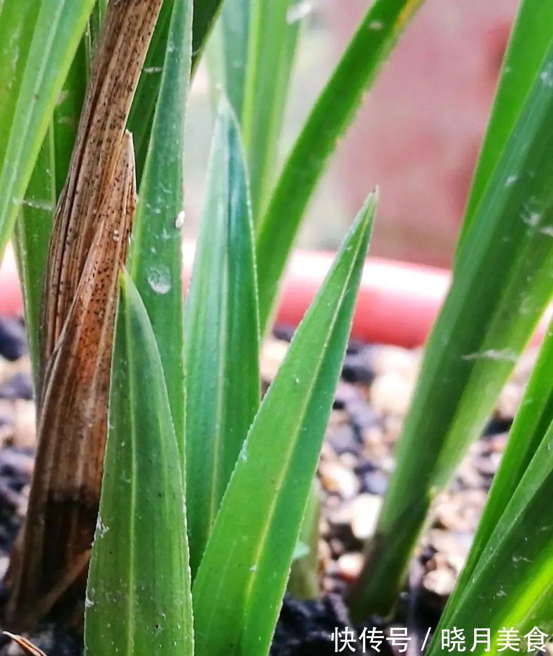 兰花小芽,如何快速养壮呢?兰友:明白了,怪不得养一年也长不大