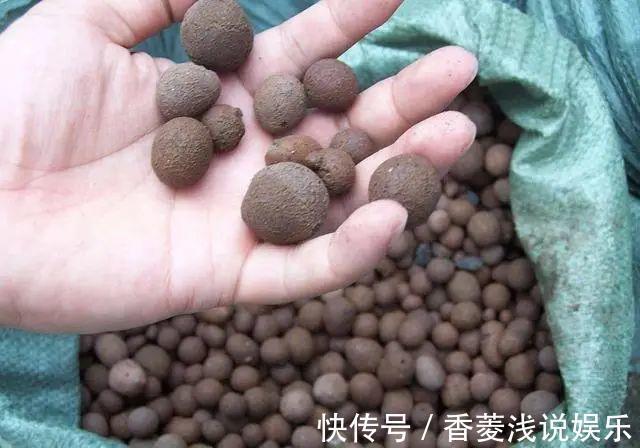 1把核桃垫盆底，不烂根、不招虫，疯长停不下来！