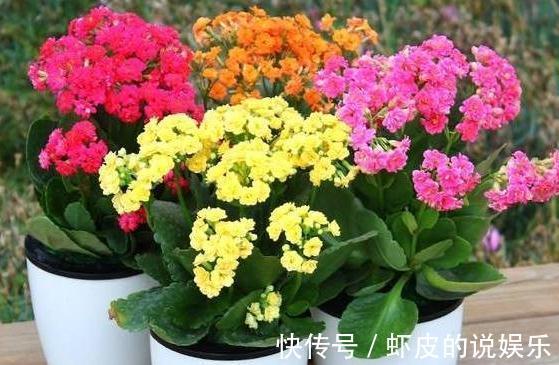 11月逛花市，看到4种花抓紧买，学会这样养，春节能开花爆盆
