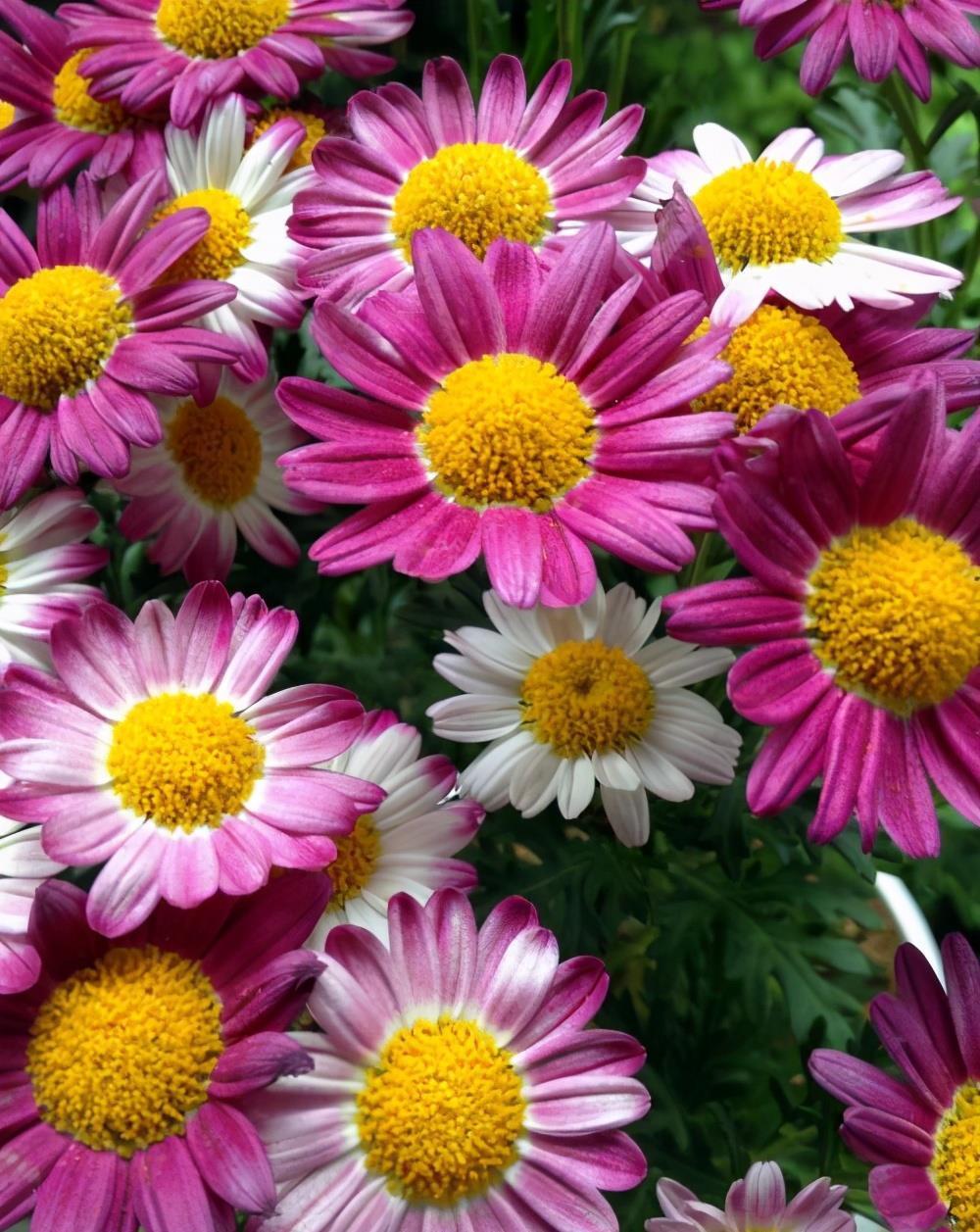 6种易爆盆的花，有哪些妙招，养护过程要注意什么？