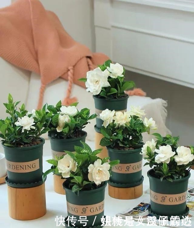 五忌|养花有“六戒”、“五忌”,难怪你的花总养不好,原来是犯了忌讳!