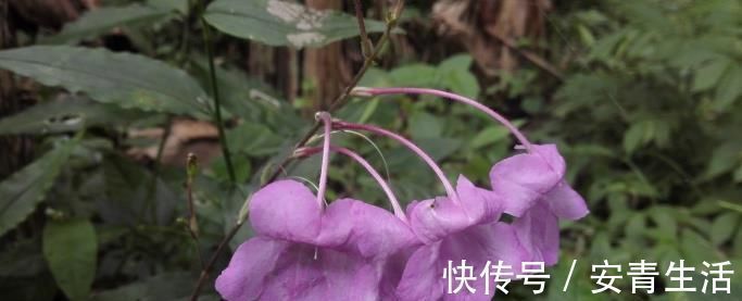 草药|这种能续筋接骨的草药，长在路边，竟无人认得，中医，真的式微了