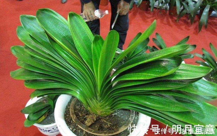 君子兰还不开花，怎么办？用1招，顺利长出14片叶，植株健壮