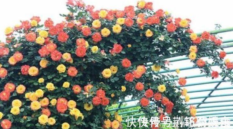 三色堇|夏天就养4种花，好养易活，开花多，开花200天，家里开成花海！