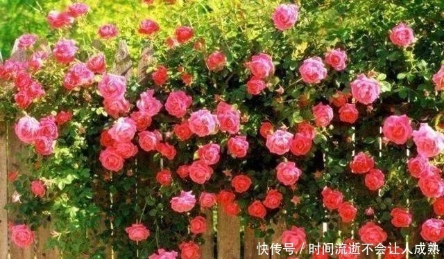 家有小院,一定要做个篱笆墙,美的世间少有!