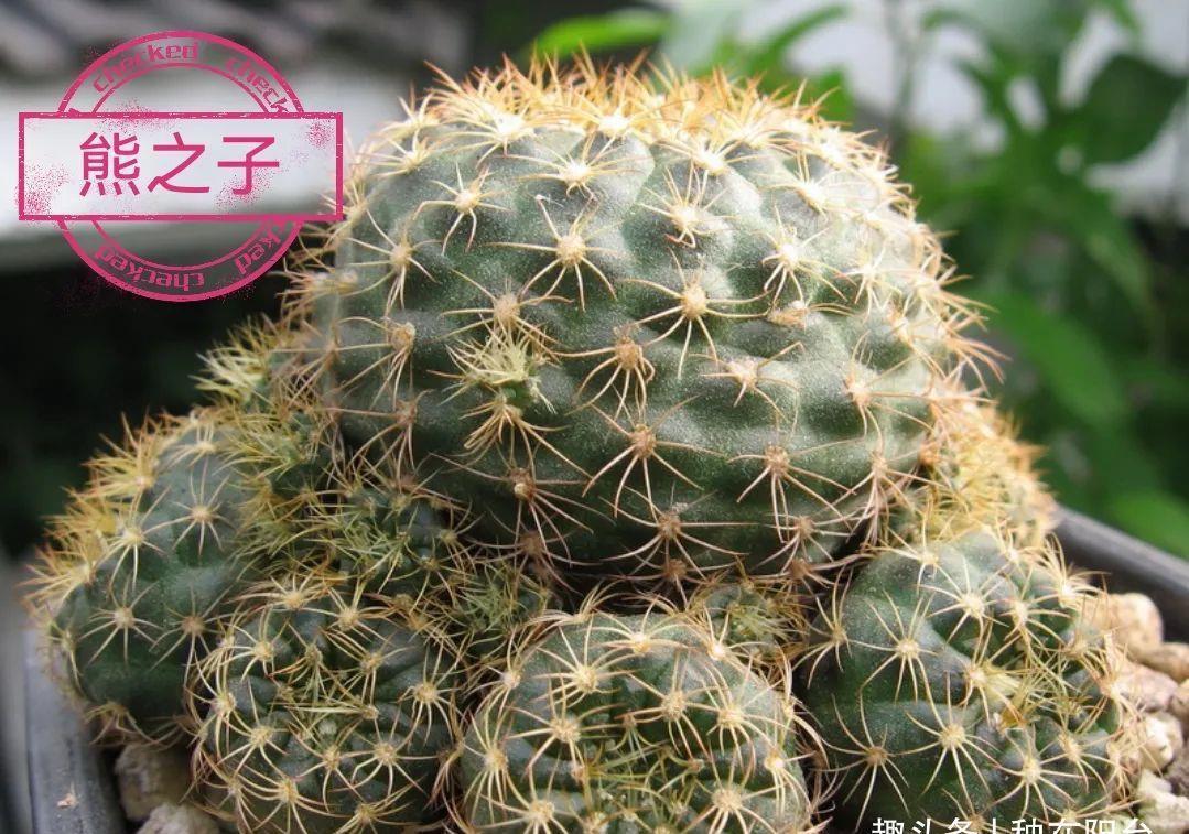 士童|误以为仙人掌很难开花，凑齐“4个条件”，开花一点不稀奇！