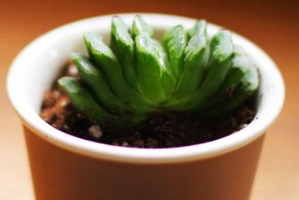 多肉怎么不红呢?