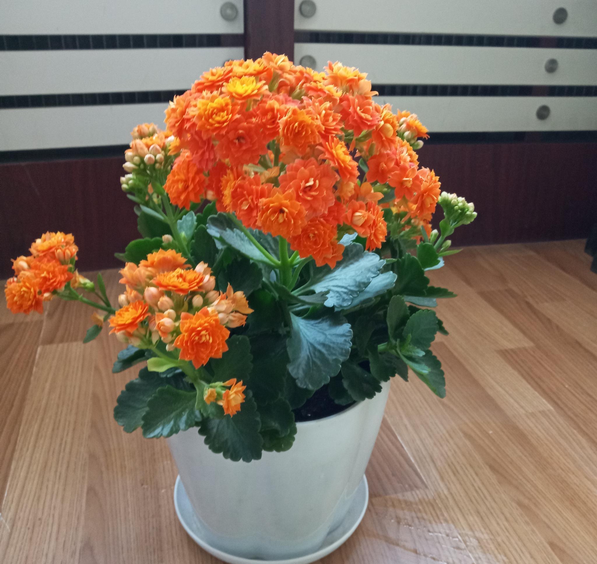 10大吉祥花，客厅有空地一定要养一盆，高档又好养，旺财又旺家