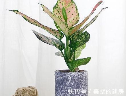 栽植|花叶如意的栽植和养护方法，你学会了吗