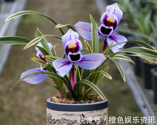 兰花|这两款兰花,花色神秘,芳香浓郁还很好养,放在家里上档次!