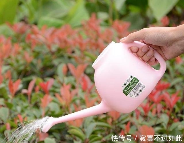 给文竹浇水加点“糖”,叶子油绿不发黄,不换盆也蹭蹭长