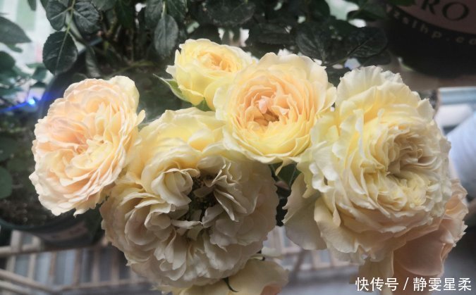 北阳台养花,选对植物,也能造个小花园