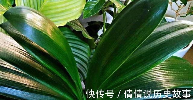 夏季的君子兰,记住几点,叶子整齐油绿纹路清晰,花期开花艳