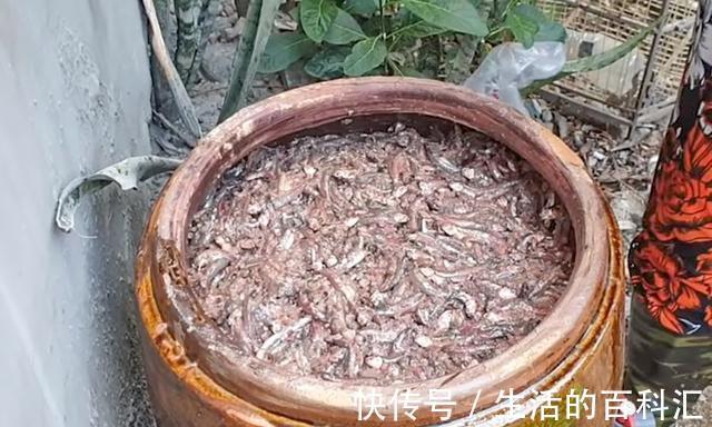 开缸|外公把鱼直接扔进大缸,不杀也不洗,两个月开缸,吃一口满嘴香
