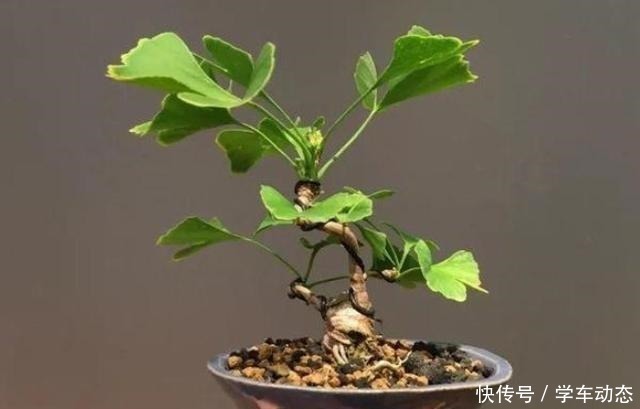 3类种子得捡回家,冬天将它扔水里,呼呼长成漂亮的绿植盆栽!