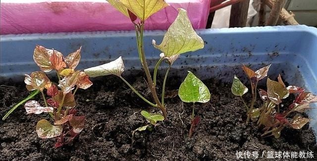 今天才知道,发芽红薯是个“宝”,知道的人不多,赶紧回家找出来!
