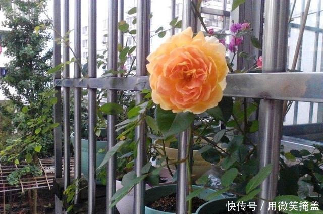 这种花不仅漂亮，还有荔枝味花香，四季开花，还很好养，值得拥有！