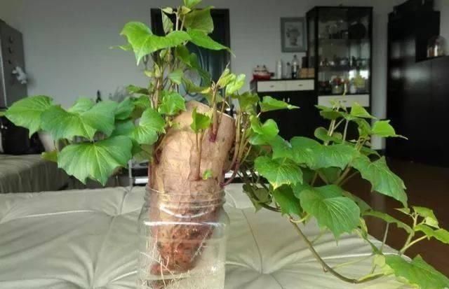 香菜|这5种菜根适合水培,直接放水里,长出小盆栽叶子也鲜美