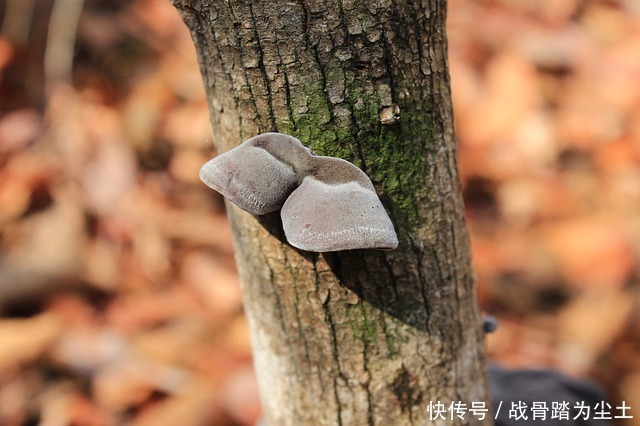 91岁肝病院士肝硬化不可怕,常吃1红,肝悄悄变“柔软”