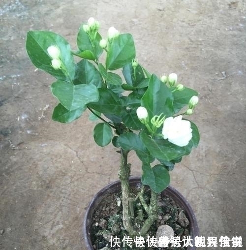 花苞|养茉莉这几招技巧不能少,安全过夏,枝头满是花苞