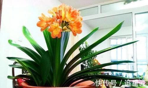 松针土|一种“万能土”,养花的人抢着挖,养兰花、君子兰杠杠滴