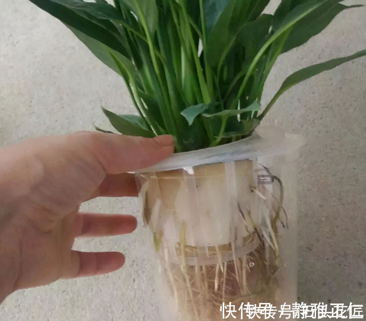 养文竹|都说冬天要“少浇水”,家里有“4种花”要勤浇水,预防黄叶