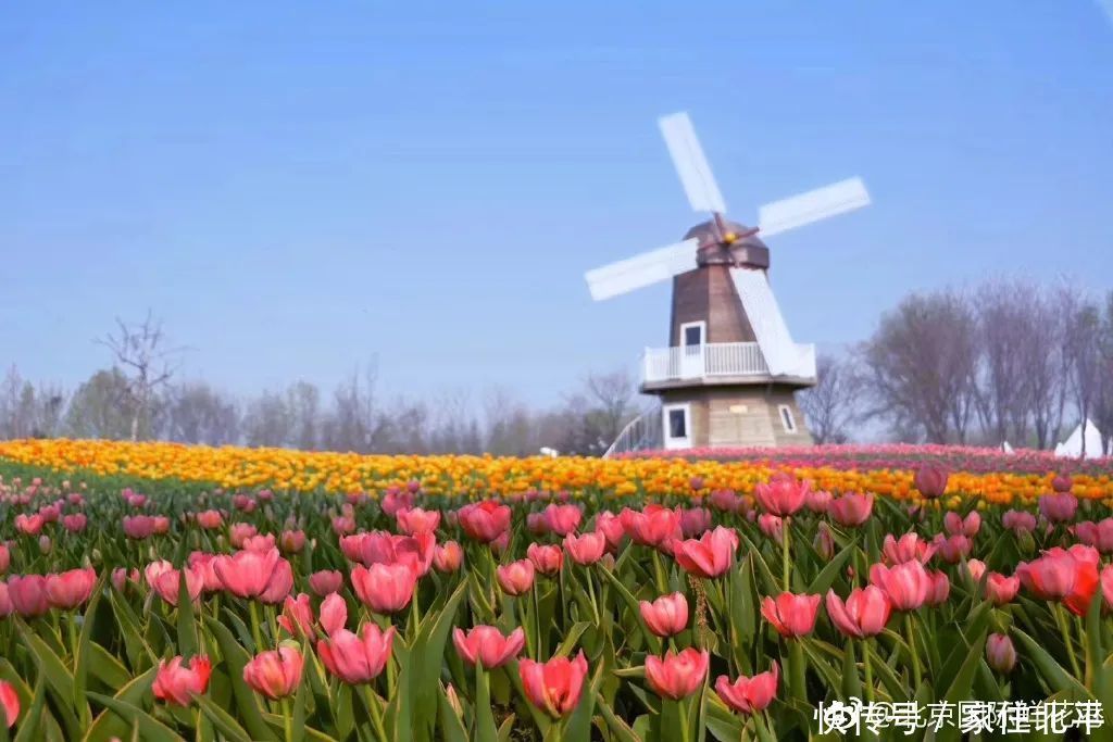 醉美花海！世界花后”正香飘京城，观赏面积超120000㎡！快去打卡