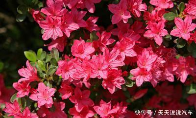 栀子花|公认难养的2种花，改变养殖方法，养得久开花美，5分钟学会！